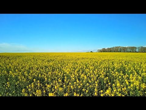 A Walk Along the Ridgeway, English Countryside 4K