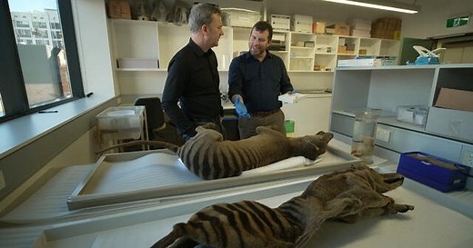 Search ongoing for extinct Tasmanian tiger amid efforts to revive species | 60 Minutes