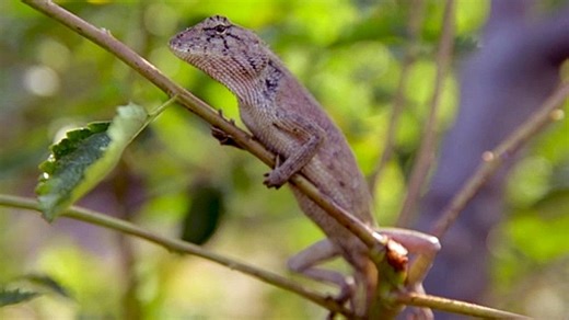 lizard on the tree