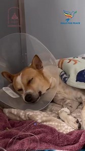 56K views · 5.9K reactions |  Update (Repost without Music): Aloka After the Surgery - Here is an update about Aloka’s surgery in this video. Aloka is recovering well and will be back with the venerable monks as soon as possible. Thank you for your prayers and support. May you and all beings be well, happy and at peace.  #WalkForPeace #PeaceWalk #Buddhistmonks | Aloka the Peace Dog | Facebook