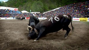 These are the rules of Swiss cow fighting