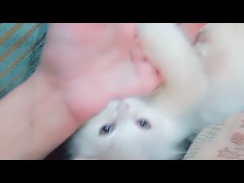 Cute Cat Playing | Fun and Relaxing Cat Moments #kitten #catlover#live #funnycats #viral #shorts