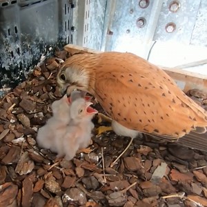 91K views · 1K reactions | Review mother birds feeds her babies in their nest [Ep413] - birds nest life with nature #birdlovers #birdnest #lifewithbirds #birdphotography #naturebirdlife #motherbird #reviewbirdnest #birdwatching #naturelovers #bird #birdlife #birdschirping #birdsofinstagram #BirdnestEssence | Bird Plus Nature | Facebook
