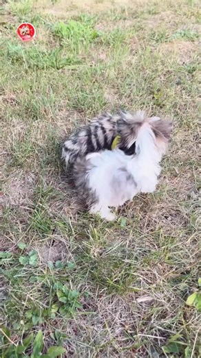 5.1K views · 252 reactions | Yorkie Puppy Playing Outside #yorkie #yorkiepuppy #yorkielove #yorkshireterrier #yorkielife #yorkiepuppies | I Love Yorkshire Terrier | Facebook