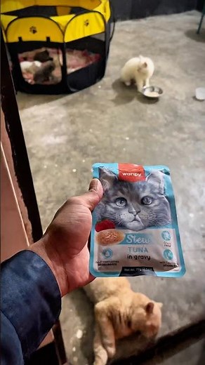No one home, Milky and Marjan are alone #persiancat #catvideos #catlife #catshorts #viral #cat #s...