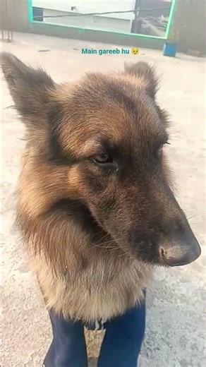 main gareeb hu 🥹 ki #comedy #dog #funny #trending #viral
