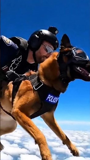 Tactical K9 Skydiving Operation 🐕‍🔥 #k9training #malinois #viral #k9life #k9unit #wildlife #shorts