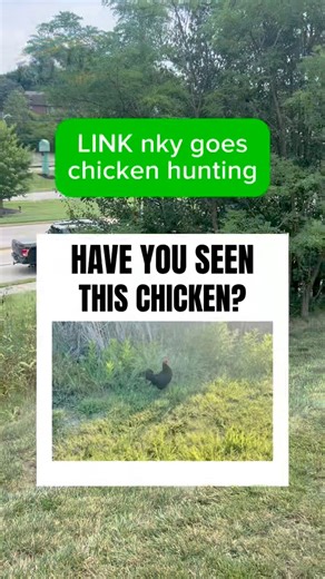 5.1K views · 35 reactions | Fort Thomas’ Escape Chicken has been found … and she has a name! The Fort Thomas community has been closely following sightings of an “escape chicken” for the last 10 days. The owner contacted LINK nky today to let us know the chicken – whose name is Bubbles – has been captured and is safe. Follow this fowl’s journey here: https://tinyurl.com/ynzmsjhw | LINK nky | Facebook