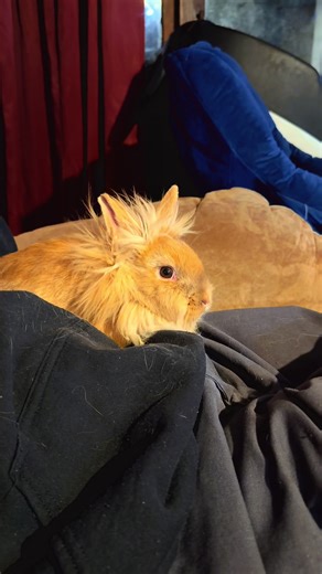 Meet Our New Farm Friends: Buttercup, Simba, & Thumper