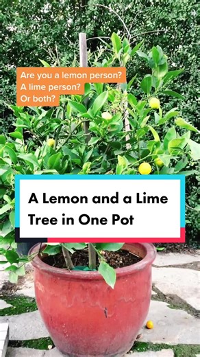 Growing a Meyer Lemon and Bearss Lime Tree in One Pot
