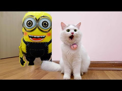 Cats Vs Minion