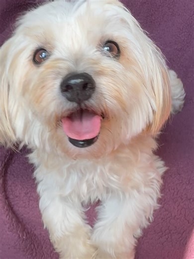 Tobie’s Small Dog Rescue on Instagram: "ADOPTED❤️WELCOME MAMA MAYA❤️ Maya is a 2 yr old 14 lb Lhasa Apso cockapoo mix of sorts. Maya came to us after a Good Samaritan rushed her life on the freeway to get her into her car. She was in a deplorable state ! She was so matted and dirty that it wasn’t even evident that she was pregnant until after her grooming!! Once she was discovered to be pregnant @compton_paw_patrol reached out to us to see if we could take her into our care. We secured a foster 