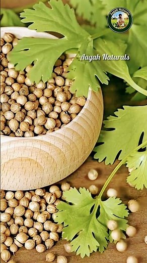 🌿 Grow Coriander at Home Easily | Health Benefits |Growing Tips | Nature’s Green Medicine