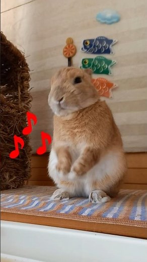 うさぎダンス１２ Rabbit Dance 思わず見惚れるおもしろステップ