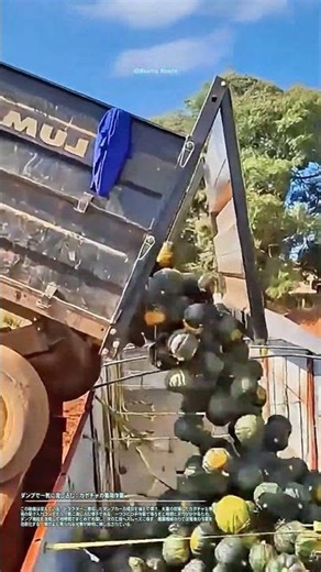 ダンプで一気に流し込む：カボチャの集荷作業