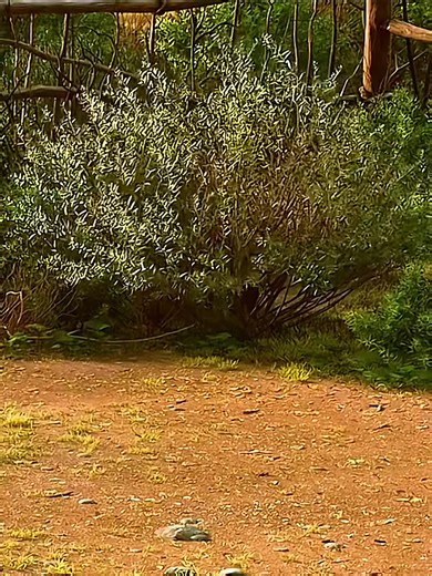 The Good Dinosaur Movie Clip Highlights