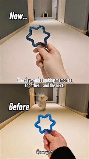 One Day, All the Happy Moments Become Memories 🥺 Sad Dog #algorithm #dog #viral #shorts