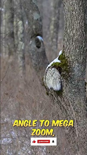 What are the BEST Lenses for Nikon Z5 II and Z5 in 2025?