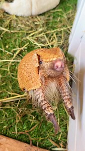 Artie & Athena are here with some cute armadillo moments! 🥰 Did you know these little three-banded armadillos have big personalities and LOVE to stay active? From running, exploring, and playing with toys… they’re always up to something adorable!!! #threebandedarmadillo #cutemoments #familyfarm #animallovers #armadillo | Majestic Meadows Alpacas & Boutique