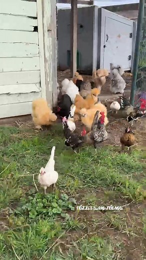 Free range time with the kitty 🐱 | Frizzles and Friends