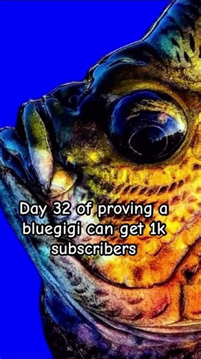 Bluegigi#bluegigi#shorts#fyp#day32