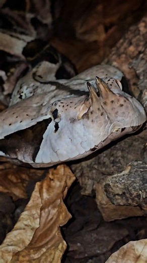🐍🍂 #checkout just how simply beautiful the Gaboon Viper is🔥. Africa's largest viper resembeles the fallen leaves for its #pattern making it a phenomenal ambush predator. Annabelle here we think is extremely beautiful, and check out in the video how they move in a caterpillar like motion. Let us know what you think of Annabelle in the comments below❓️🍂🐍🙋‍♂️🌍 #Wow #Amazing #reptiles #snake #venomous #deadly #viper #gaboonviper #facebookreelsviral #education #reptilekeeper #reptilelover #wil