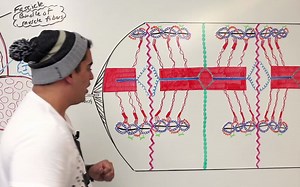 Musculoskeletal System - Sarcomere Structure- Actin & Myosin