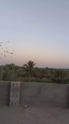 Pigeons in Flight: A Dusk Aerial Display