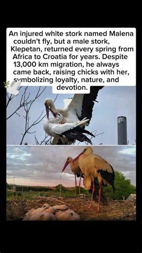 The Stork That Crossed 13,000 km Every Year for Love #viral #story #youtubeshorts #love #nature