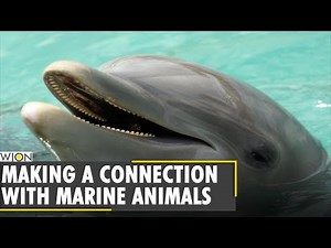 How dolphins respond to verbal communication | Facts about dolphins | Marine animals | WION