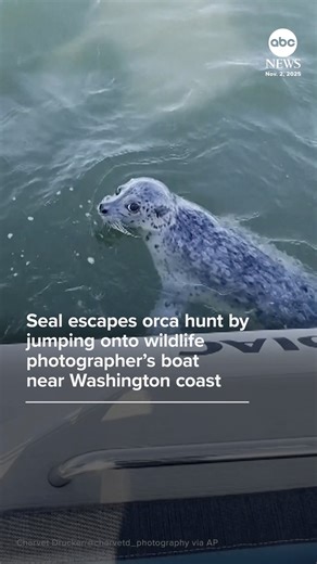 "He's back on, he's back on!" A wildlife photographer on a whale watching expedition near Seattle captured dramatic footage of a pod of orcas hunting a seal that managed to survive by climbing onto the stern of her boat. https://abcnews.link/skGmwwY | ABC News