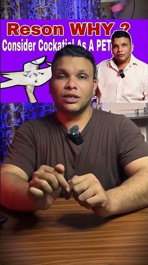 10 reson Cockatiel As A Pet