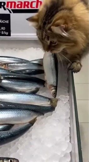 The Siberian cat has found its self-service spot 😂🐟 #cat #viral #intermarché
