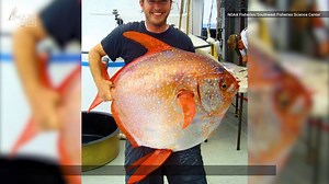 Meet the Opah, the World's Only Warm-Blooded Fish