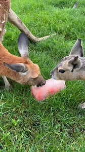 9.1K views · 316 reactions | Campers are hard at work making ice pops for our creatures! Mac and Widget got a watermelon ice cube to keep them cool yesterday 流 We still have a few seats left in our upcoming summer camps, check out our website for more info! | The Creature Conservancy | Facebook