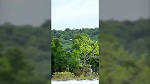 🦅Bald eagle sightings are always exciting, but seeing a mostly white, or leucistic, bald eagle in Oklahoma is an extra special treat! 🎥 Hunter Gregory | Oklahoma Department of Wildlife Conservation (ODWC)