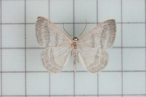 Lomographa platyleucata - Alchetron, the free social encyclopedia
