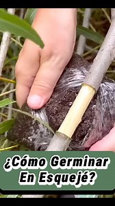 88K views · 668 reactions | ¿Cómo Germinar un Esquejé de un Árbol?‼️✅Fácil y Sencillo #esqueje #agronomia #plantas #arbol #arboles #sustratosorganicos #peatmoss #plantula #vivero | Zelkova Arboricultura | Facebook
