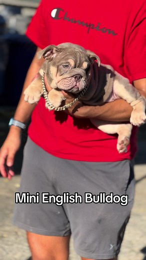 Adorable Mini English Bulldog Puppy Available!