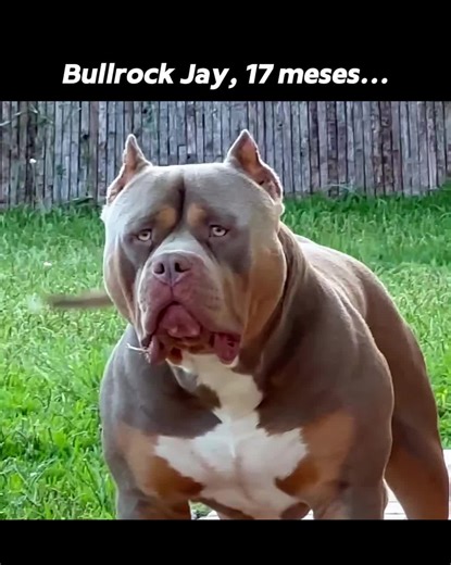 Understanding the American Bully Breed Characteristics