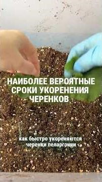 How many days does it take for pelargonium cuttings to root?