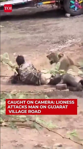 Caught On Camera: Lioness Pins Man To Ground In Gujarat, Spares Him Moments Later #gujarat