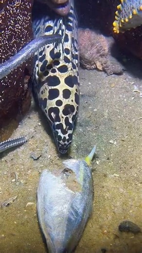 270K views · 2.2K reactions | Diving to catch sea animals on the bottom sea episode 636 #diving #crab #catchthesea #seafood #seaside #fish #seangsolofishing #seagirldiving | SEANG | Facebook