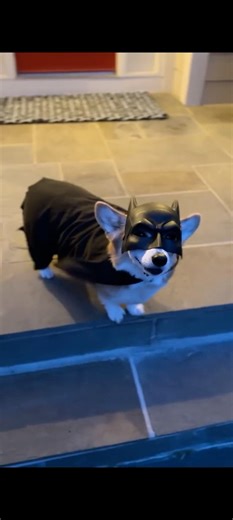 Dogs Acting Silly 😂