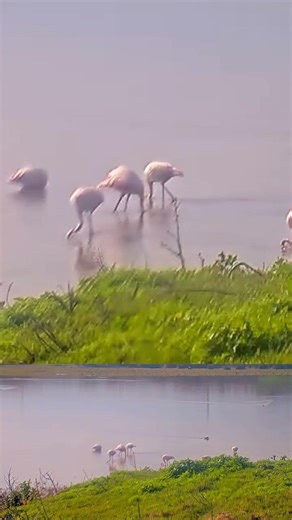 🦩 Wow! Flamingos in the Hula Valley