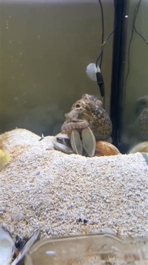 48K views · 1.8K reactions |  Watch Wanda the octopus show off her problem-solving skills! She managed to get her delicious crab treat out of the container all by herself! 呂 #OctopusIntelligence #SmartCephalopod #nature | JB Today | Facebook