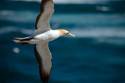 How gannets survive 100 km/h dives without snapping their necks
