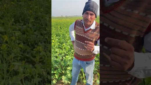 Silent Killer in Mustard Fields of Sirsa, Haryana: The Orobanche Crisis | Bhagirath Choudhary