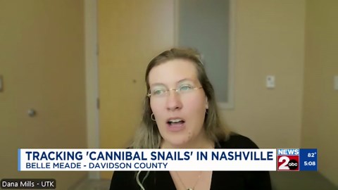 Tracking 'cannibal snails' in Davidson County