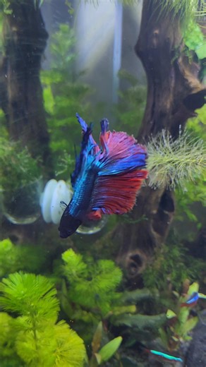 I want congo tetra talaga 😂😂😂 tapos 300 cm yung planted tank 😆😆😆😆 yung ang laki laki ng tank pero small fishiesss | Camille Colmenares